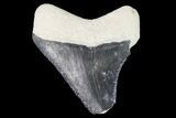 Serrated, Bone Valley Megalodon Tooth - Florida #99820-1